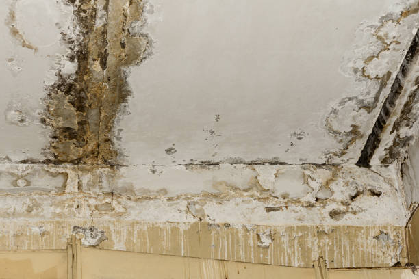  , USA Mold Removal Pros